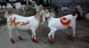 كيف تعيشون أجواء عيد الأضحى المبارك لهذا العام؟ كيف تعيشون أجواء عيد الأضحى المبارك لهذا العام؟