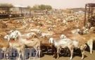 مسؤول سوداني : نحافظ على صادراتنا من الهدي رغم قلة الوارد من دارفور وكردفان - sd
