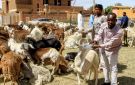 الحرب تشعل أسعار الأضاحي في السودان للعام الرابع