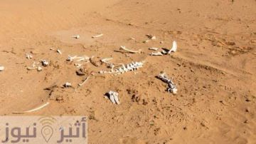 فاجعة تهز دنقلا ضلوا طريقهم في الصحراء..اسرة كاملة تموت عطشا فوق رمال دنقلا فاجعة تهز دنقلا ضلوا طريقهم في الصحراء..اسرة كاملة تموت عطشا فوق رمال دنقلا