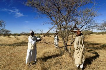الصمغ العربي يتحول مصدرا لتمويل حرب السودان الصمغ العربي يتحول مصدرا لتمويل حرب السودان