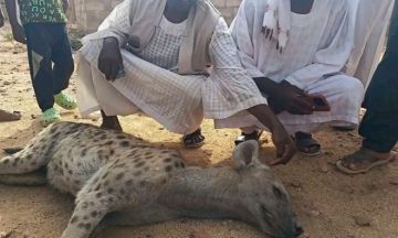مواطنون يتمكنون من اصطياد ضبع بمنطقة جبل الأغر في حجر العسل مواطنون يتمكنون من اصطياد ضبع بمنطقة جبل الأغر في حجر العسل