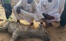 مواطنون يتمكنون من اصطياد ضبع بمنطقة جبل الأغر في حجر العسل