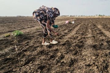خريف السودان: أمطار شحيحة ومساحات مزروعة متآكلة خريف السودان: أمطار شحيحة ومساحات مزروعة متآكلة