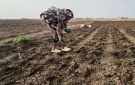 خريف السودان: أمطار شحيحة ومساحات مزروعة متآكلة