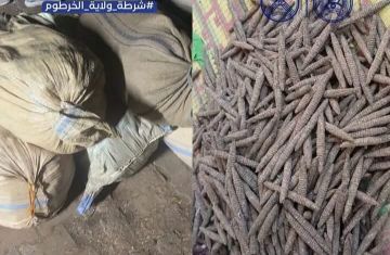 توقيف متهمين بحوزتهما 7 جوالات بنقو في عملية أمنية قرب الخرطوم توقيف متهمين بحوزتهما 7 جوالات بنقو في عملية أمنية قرب الخرطوم