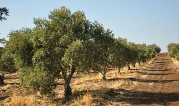 تراجع حاد في إنتاج الزيتون والزيت في سوريا هذا الموسم بسبب التغيرات المناخية تراجع حاد في إنتاج الزيتون والزيت في سوريا هذا الموسم بسبب التغيرات المناخية