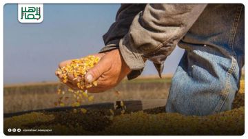 مزارعو حلب يطالبون بتسعيرة مجزية لتغطية تكاليف إنتاج الذرة الصفراء