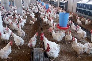 قطاع الدواجن في سوريا يواجه أزمة جديدة بسبب ارتفاع أسعار الكهرباء...مسؤول: 37 زيادة في تكاليف إنتاج الدواجن