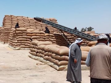 2600 طن كمية القمح المستلمة من قبل فرع اكثار البذار بديرالزور للعام الحالي