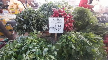 أسعار مستقرة في أسواق الخضار بمدينة دير الزور أسعار مستقرة في أسواق الخضار بمدينة دير الزور