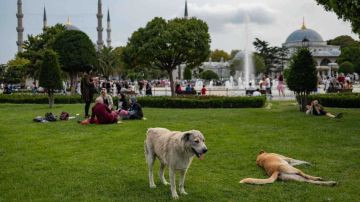 اسطنبول تمنع اطعام الكلاب الضالة في الأماكن العامة