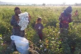 الانتهاء من موسم قطاف القطن في محافظة الحسكة الانتهاء من موسم قطاف القطن في محافظة الحسكة