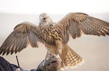 يقدر ثمنه بـ60 ألف دولار.. اصطياد طير حر نادر في مدينة جيرود السورية (فيديو)