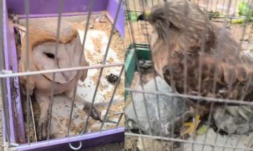 حلب : طيور جارحة تنتزع من الطبيعة و تعرض للبيع في سوق الجمعة بـ 25 دولارا ( فيديو ) حلب : طيور جارحة تنتزع من الطبيعة و تعرض للبيع في سوق الجمعة بـ 25 دولارا ( فيديو )