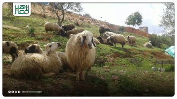 تخفض الرسوم الجمركية على استيراد الماشية لدعم المربين وتوفير اللحوم تخفض الرسوم الجمركية على استيراد الماشية لدعم المربين وتوفير اللحوم