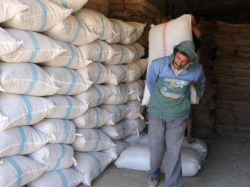 استمرار توزيع بذار القمح بأسعار مخفضة جدا في رأس العين بالحسكة
