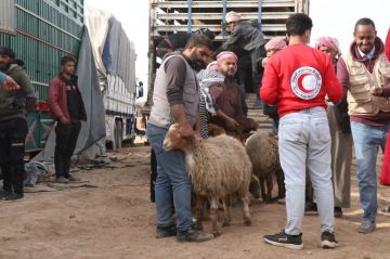 الهلال الأحمر يوزع منح نعاج حوامل لدعم سبل عيش 150 أسرة ريفية جنوب الحسكة