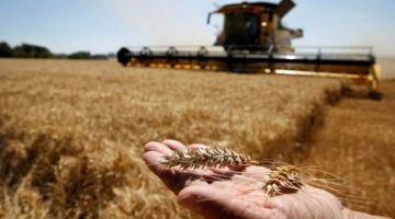 تحذير دولي من تفاقم أزمة الأمن الغذائي في سوريا تحذير دولي من تفاقم أزمة الأمن الغذائي في سوريا