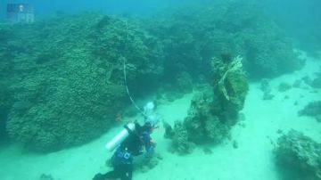 اكتشاف مستعمرة مرجانية ضخمة في البحر الأحمر..عمرها 800 عام اكتشاف مستعمرة مرجانية ضخمة في البحر الأحمر..عمرها 800 عام