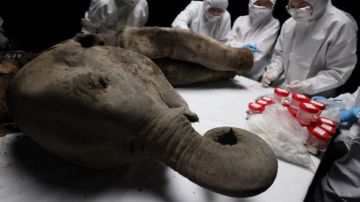 علماء روس كشفوا أسرارا مذهلةبعد تشريح بقايا أنثى ماموث عمرها 130 ألف سنة