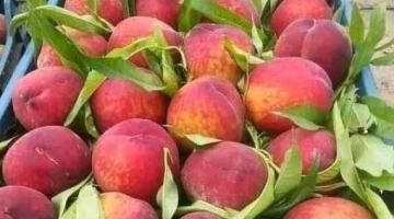 خبير يفسر سبب ارتفاع أسعار الفواكه الصيفية في الأسواق المحلية