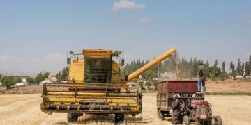 تحديات كبيرة تواجهها الحكومة السورية لتأمين القمح اللازم للبلاد.. ما القصة؟