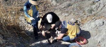 11 عاما على مجزرة العتيبة الهيئة الوطنية للمفقودين تنتشل رفات 170 ضحية بريف دمشق 11 عاما على مجزرة العتيبة الهيئة الوطنية للمفقودين تنتشل رفات 170 ضحية بريف دمشق