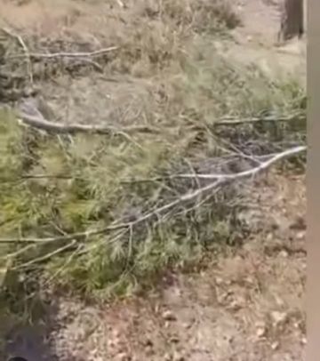 قطع جائر للأشجار يهدد الغطاء الأخضر جنوب جبل عبد العزيز