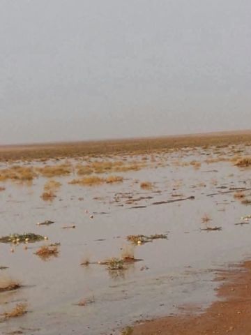 بادية دير الزور تكتسي بأجواء الخير عقب هطول أمطار غزيرة بادية دير الزور تكتسي بأجواء الخير عقب هطول أمطار غزيرة