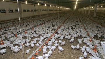 توضيحات حكومية حول أنباء عن انتشار أمراض في قطاع الدواجن