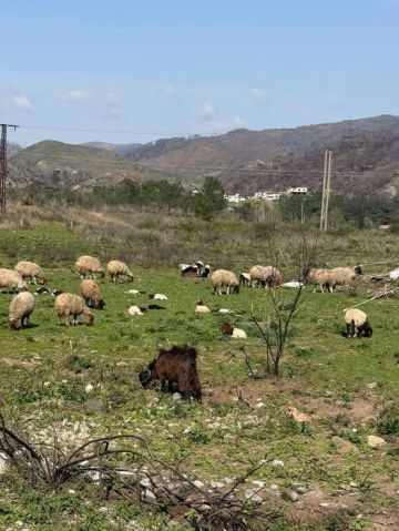كارثة الرعي الجائر .. الأهالي يستغيثون في ريف اللاذقية الشمالي كارثة الرعي الجائر .. الأهالي يستغيثون في ريف اللاذقية الشمالي