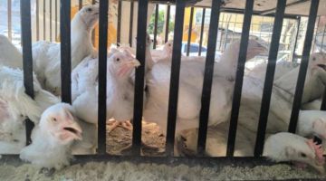 رصد لأسعار الفروج في ريف دمشق