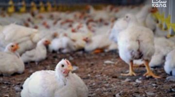 انتقادات للتأخر في قرار السماح باستيراد فروج الريش