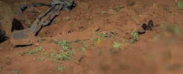 العثور على مقبرة جماعية تضم رفات 11 شخصا في درعا