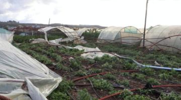 تعويض مزارعين متضررين من التنين البحري في طرطوس