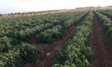 الزراعة وتحديات موجات الجفاف المحتملة.. هل تبقى محركا تنمويا للاقتصاد