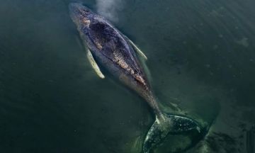 تحويل حوت بحر البلطيق إلى وقود بعد وفاته