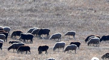 سوريا.. وفاة شاب في جرابلس ونفوق أغنام إثر صاعقة رعدية سوريا.. وفاة شاب في جرابلس ونفوق أغنام إثر صاعقة رعدية