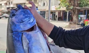 أم عين تلفت الأنظار.. صياد سوري يعرض سمكة تونا كبيرة تعد من أغلى وألذ الأسماك في العالم أم عين تلفت الأنظار.. صياد سوري يعرض سمكة تونا كبيرة تعد من أغلى وألذ الأسماك في العالم