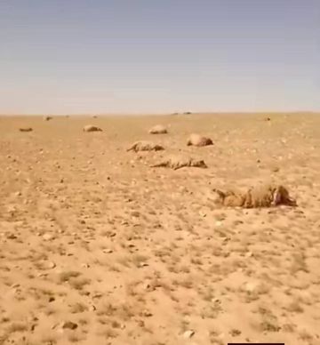 نفوق مئات الأغنام في بادية تدمر بسبب نبتة سامة
