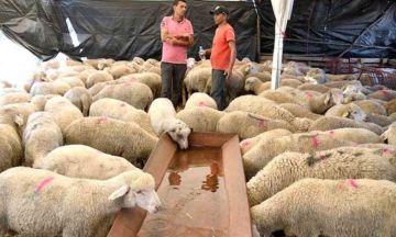صحيفة : العيد والأضاحي يرفعان حوالات السوريين لـ 15 مليون دولار يوميا صحيفة : العيد والأضاحي يرفعان حوالات السوريين لـ 15 مليون دولار يوميا