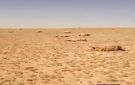 نفوق مئات الأغنام في بادية تدمر بسبب نبتة سامة