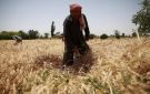 احتقان زراعي في سوريا بسبب سعر القمح