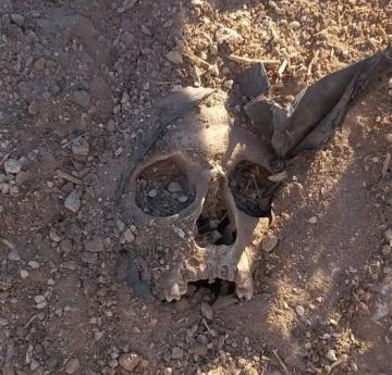 العثور على مقبرة جماعية في احدى المزارع بريف حماه