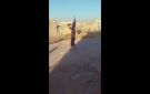 سوريا.. مسلح يطلق النار على عناصر الأمن (فيديو)