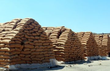 مراكز استلام القمح في الرقة تتسلم أكثر من 298 ألف طن مراكز استلام القمح في الرقة تتسلم أكثر من 298 ألف طن