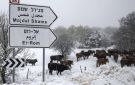 استراتيجية جديدة في الجولان السوري: كيف يوظف الجيش الإسرائيلي الأبقار لترسيخ سيطرته الأمنية؟