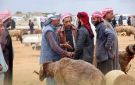 حركة بيع الأضاحي في سوق الخميس بسلوك بالريف الرقة تشهد إقبالا ضعيفا