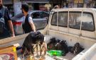 انتشار مقلق لظاهرة الكلاب الشاردة في التل... وبدء حملة لترحيلها